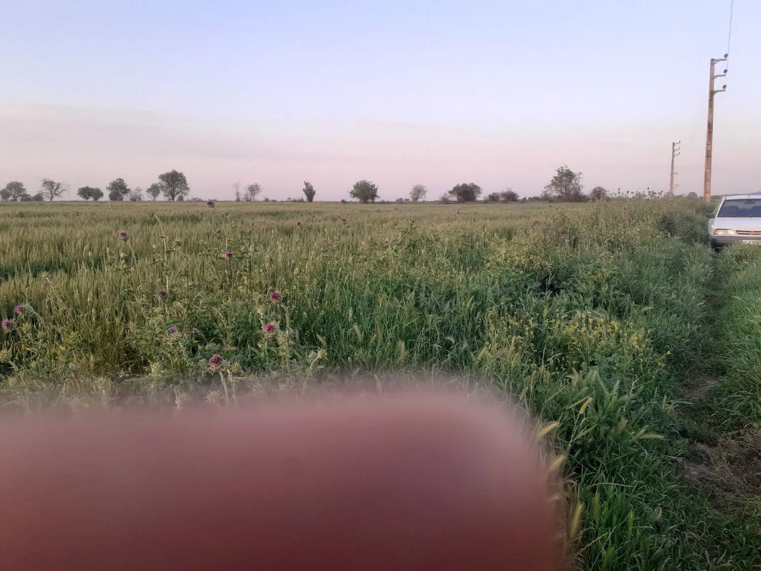 زمین کشاورزی۳۰۰۰متر کلاسنگیان برای باق یادامداری