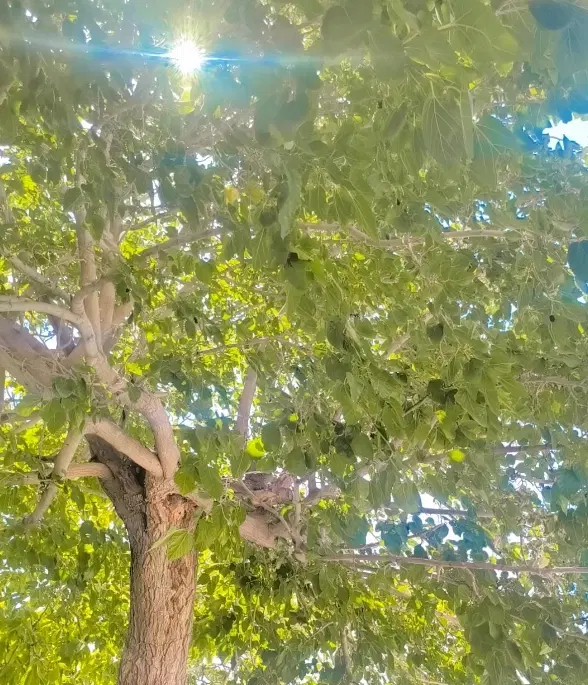 باغ معاوضه با ماشین