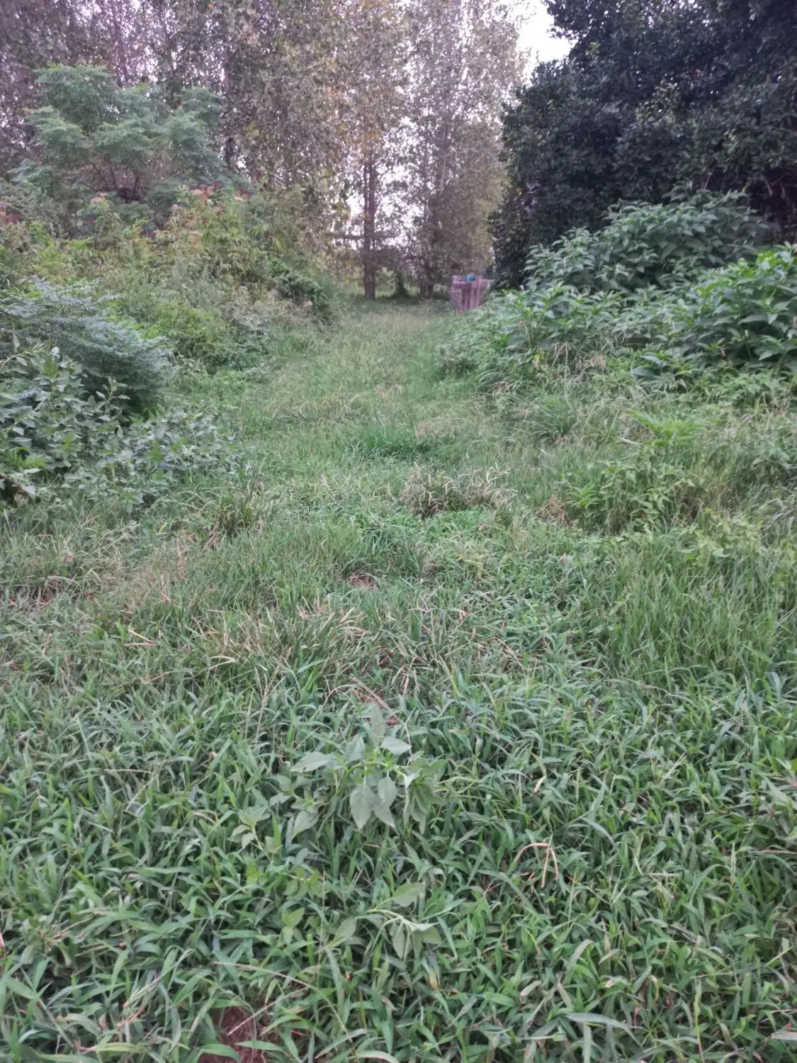 زمین۴۰۰۰متری گیلان شهرسنگر