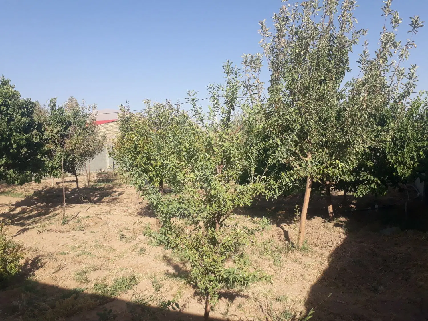 باغ۶۰۰متری