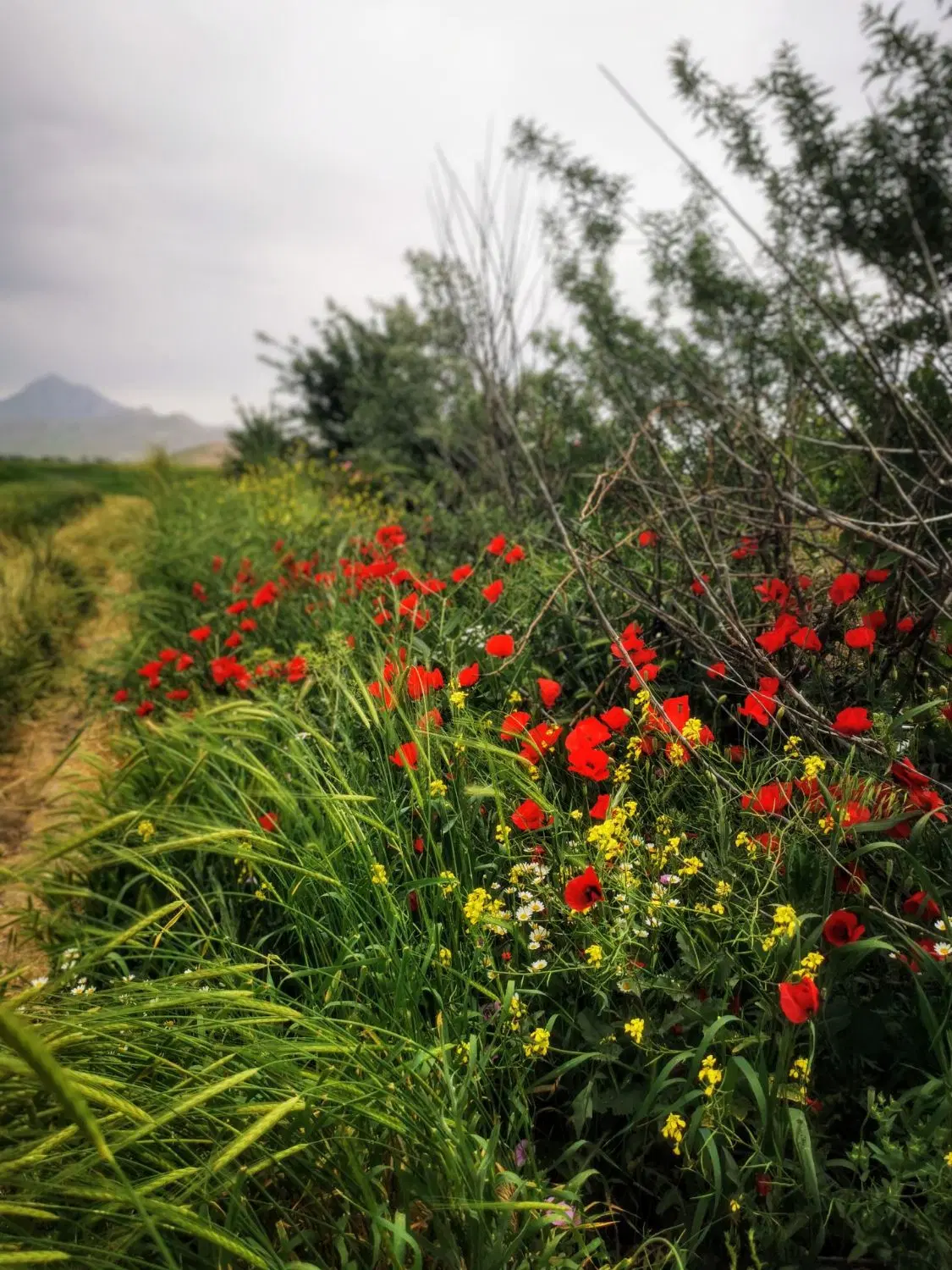 مجموعه باران با نگهبانی و آب
