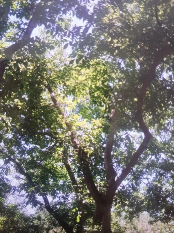 باغچه کوچک منطقه سرابی