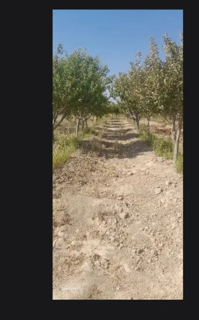 زمین باغی ازاد مرز اباد
