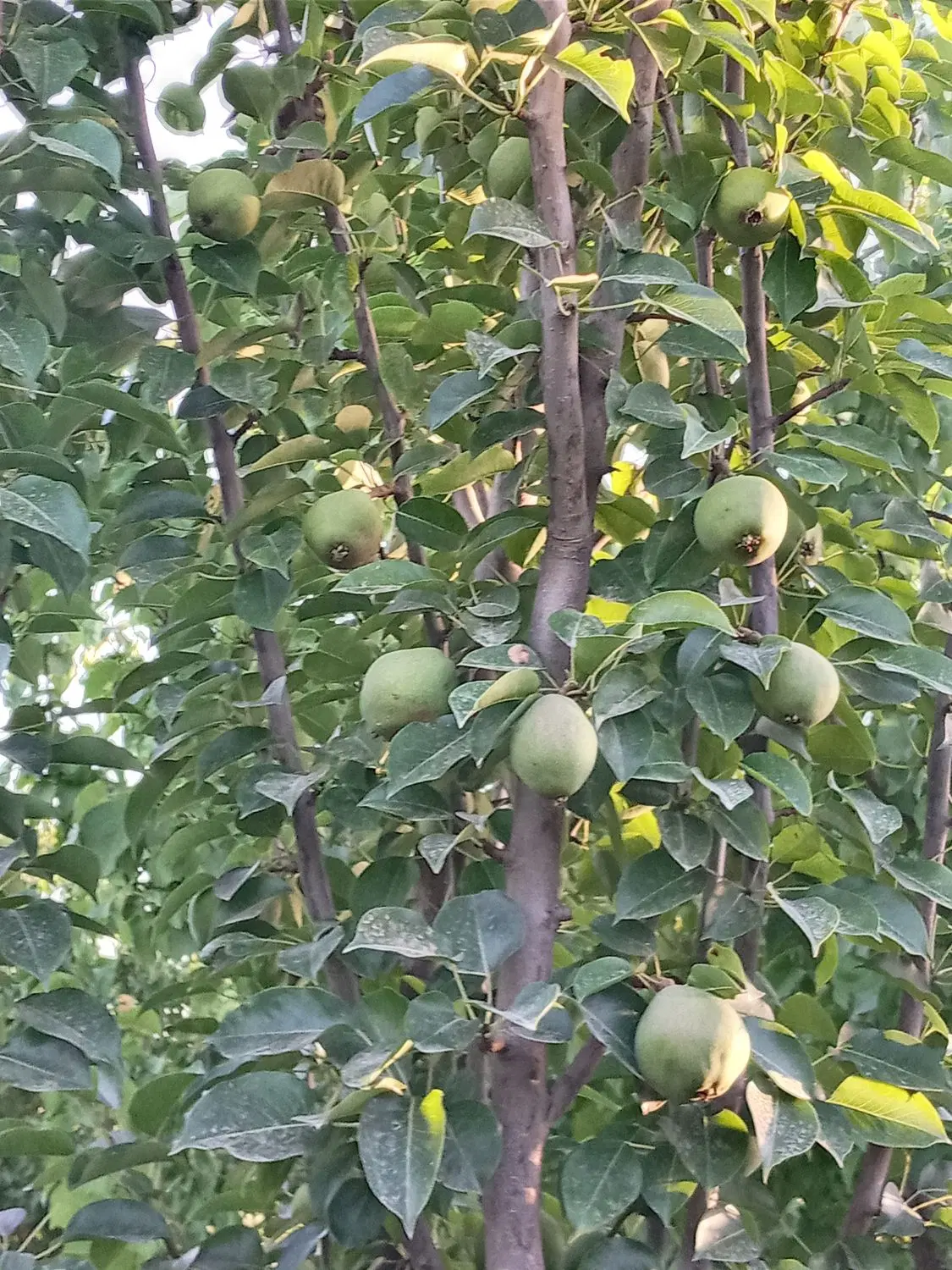 باغ چهار دیواری ۵۰۰ و۷۵۰متری درشاهدشهر شهریار