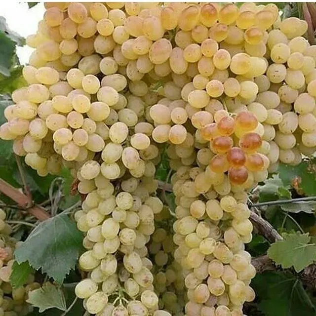 باغ انگور و زمین فروشی