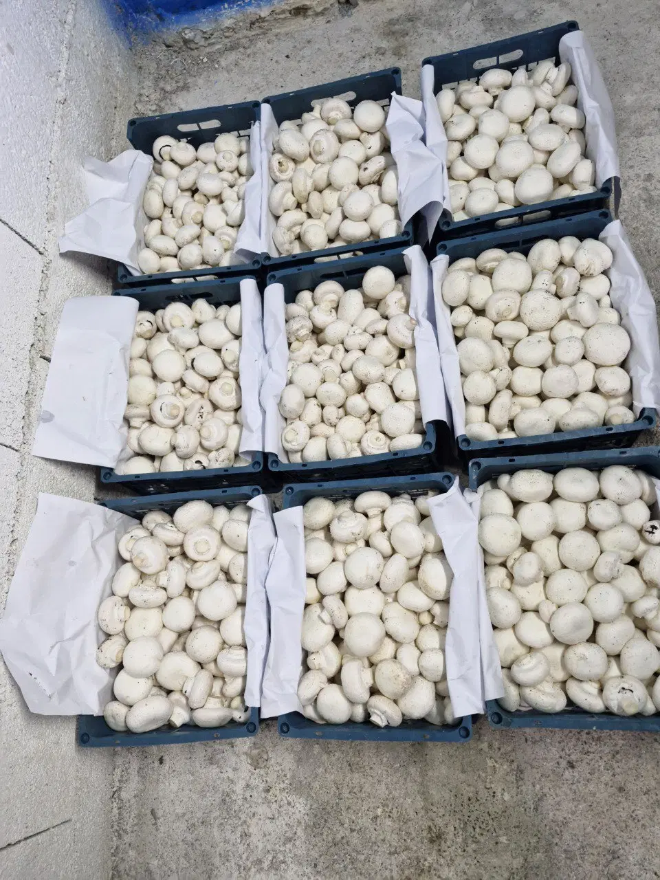 اجاره سالن قارچ  پرورش قارچ