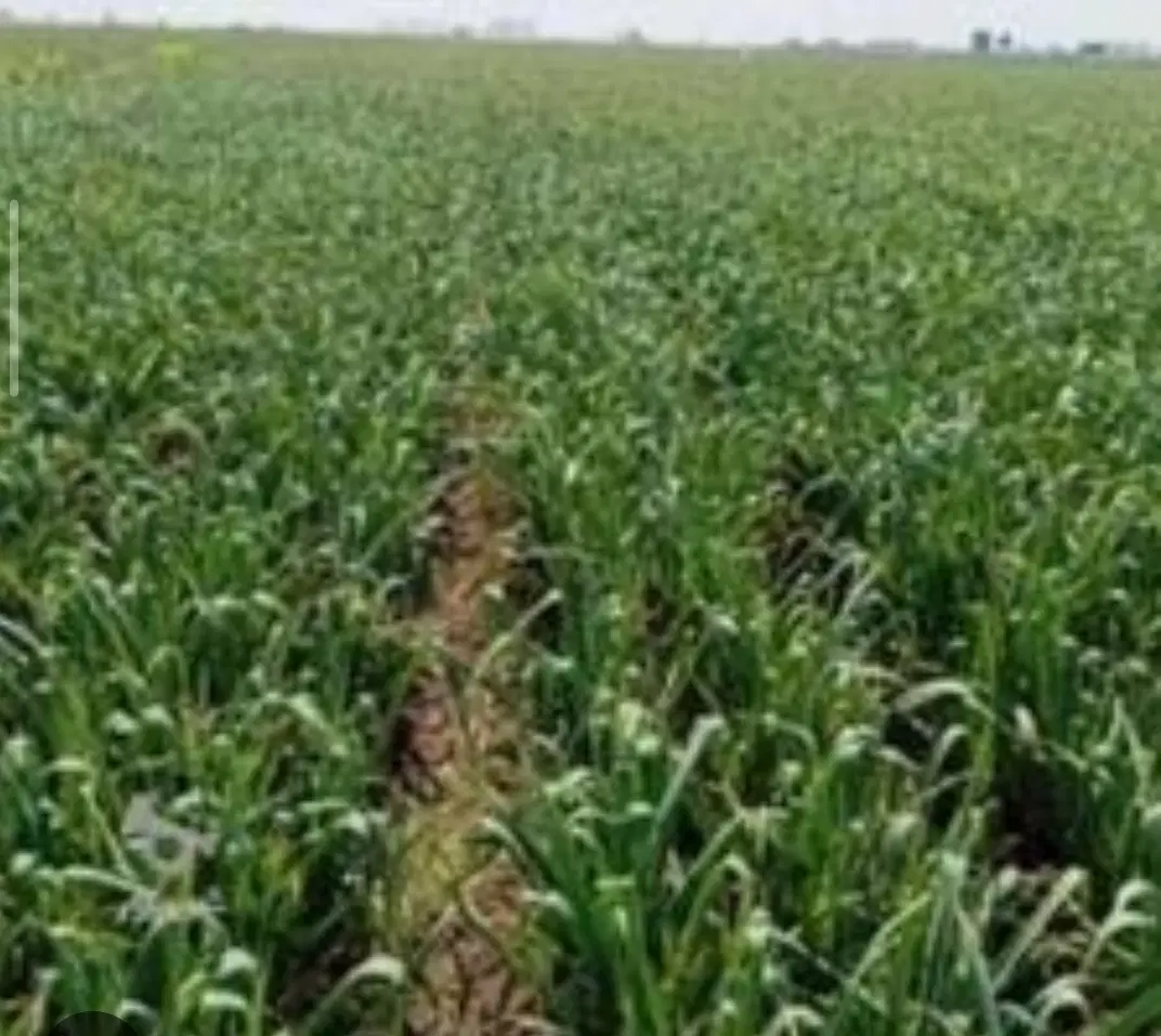 یک هکتارو چهار هزار متر مربع برای سیر