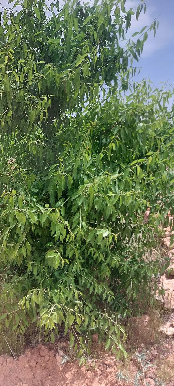 فروش یا معاوضه با خودرو