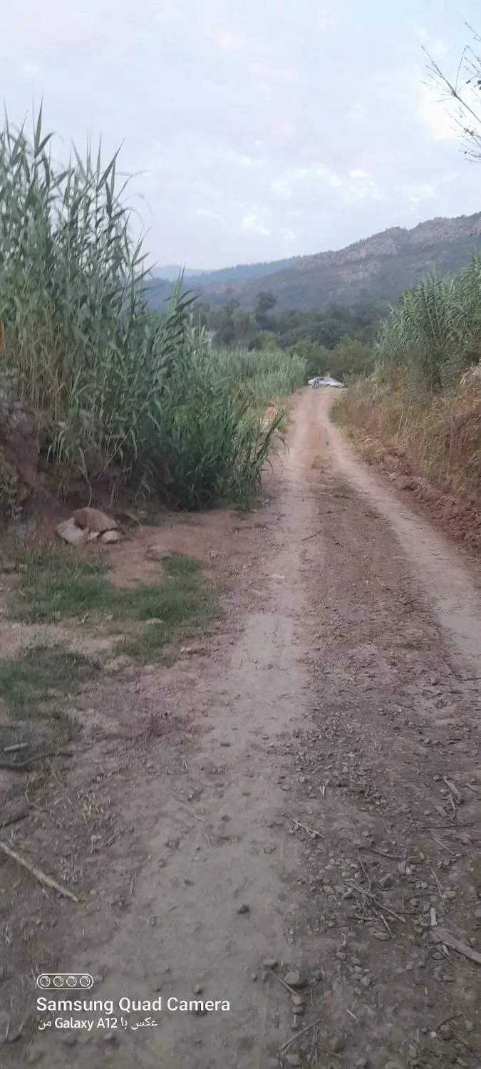 زمین باغی -زراعی