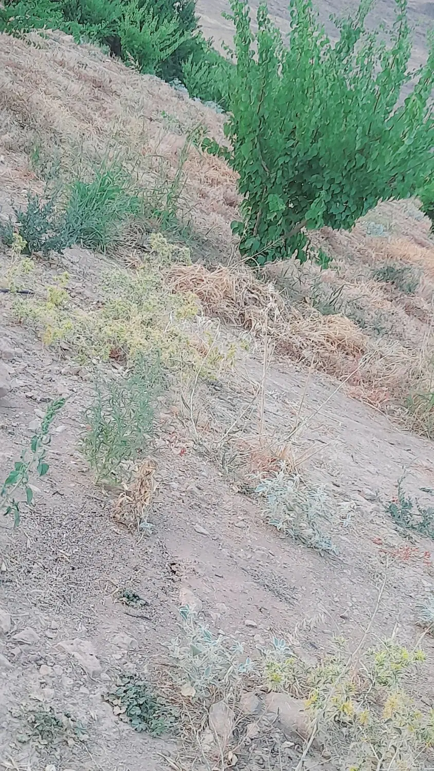 باغ زردالو ۲ ساله