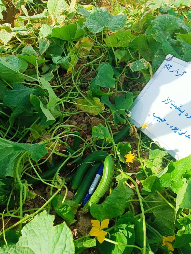 اجاره ۷ هکتار