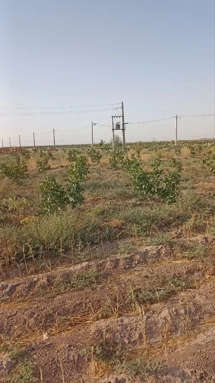 فروش باغ پسته