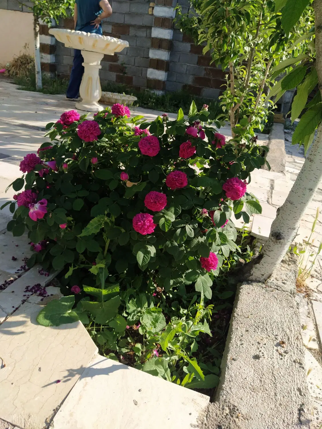 باغ در شاهنامه ۸۰باغستان فردوسی