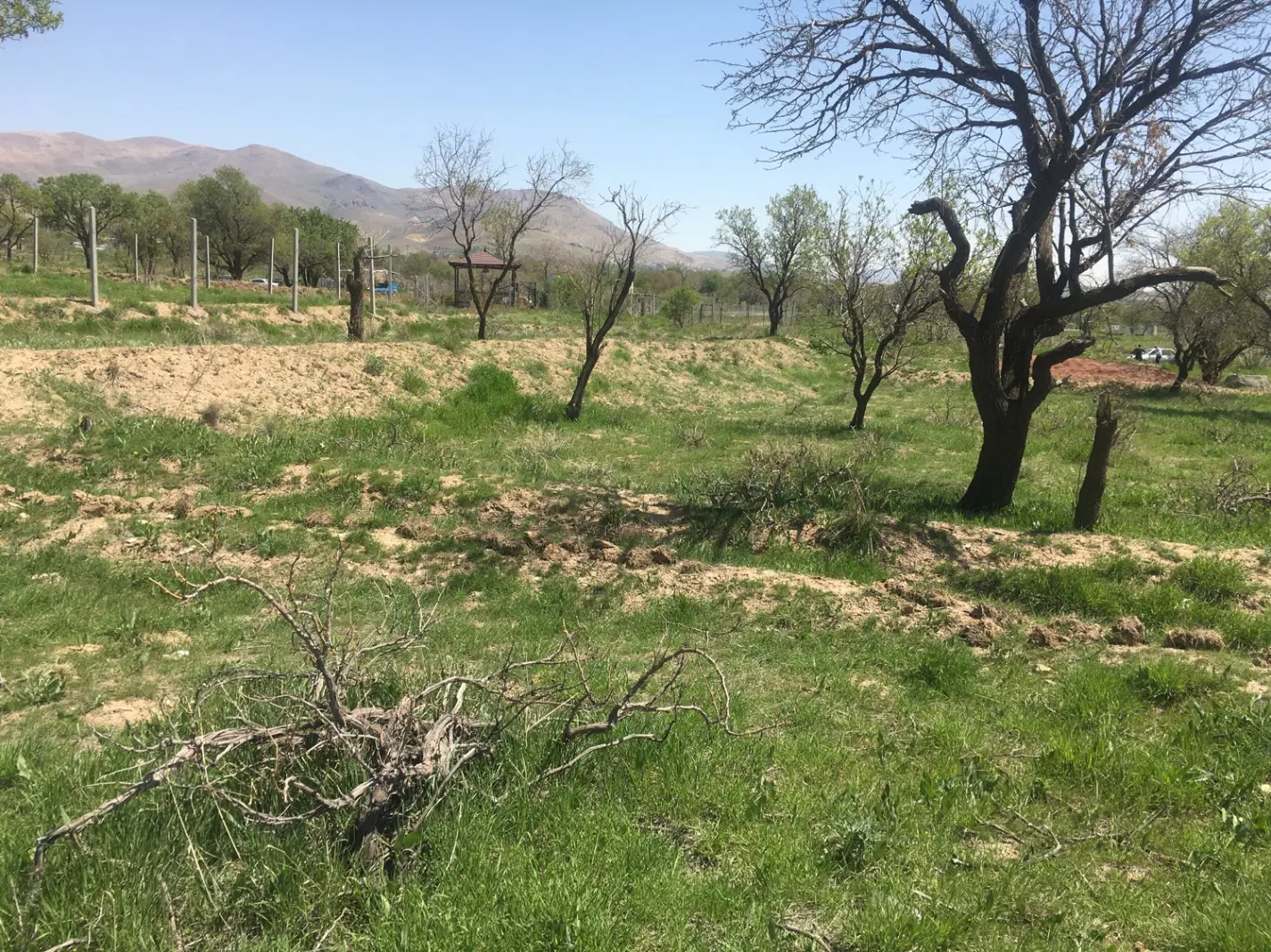 ۳۲۰ متر زمین در  شفیع آباد
