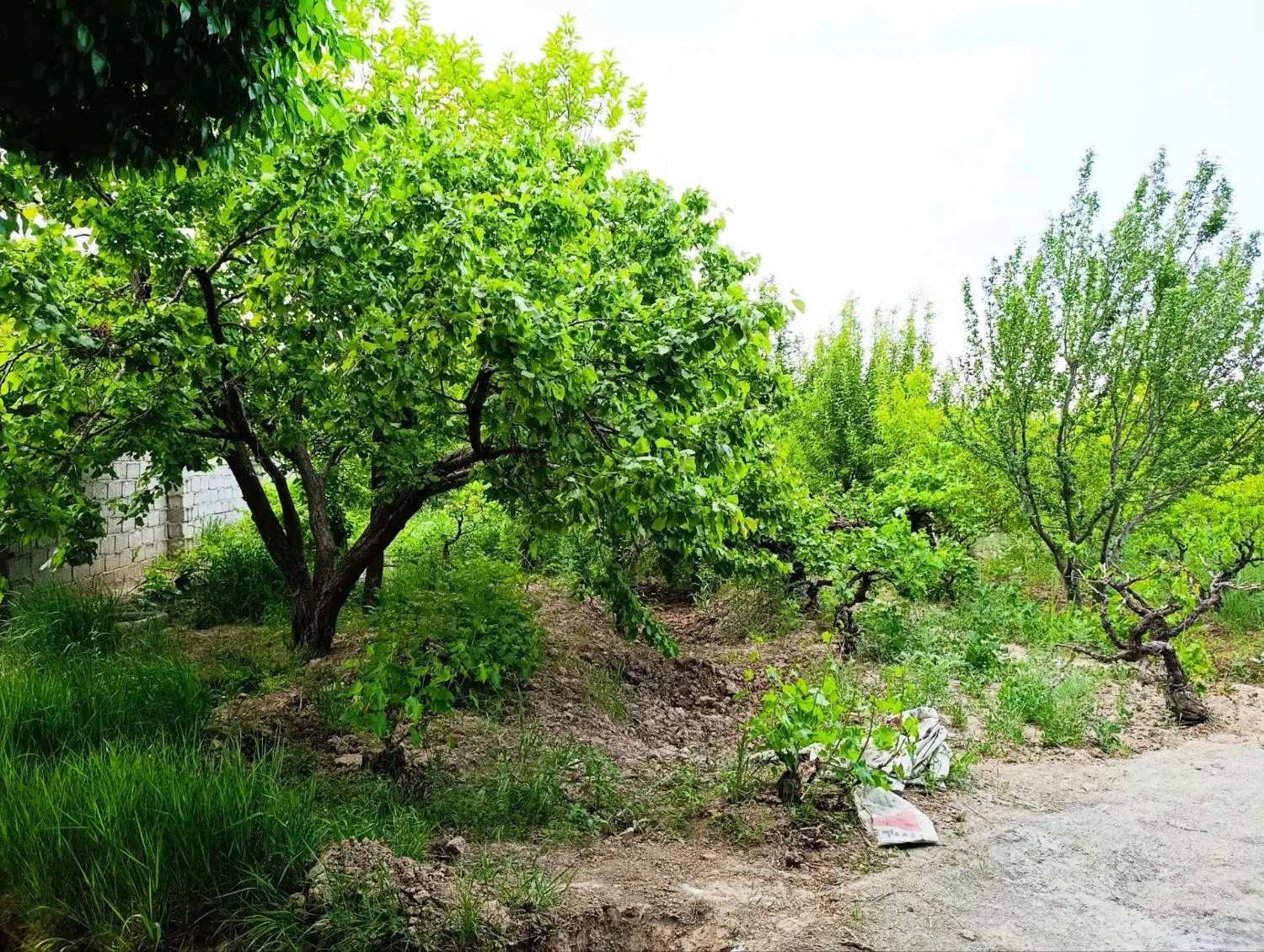 فروش باغچه شهریار بی واسطه