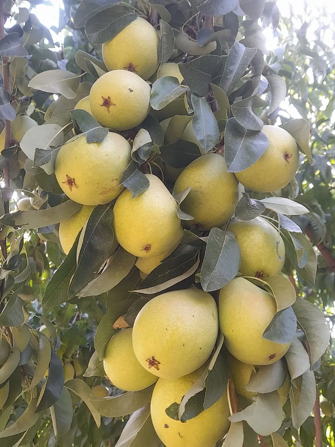 ابرده