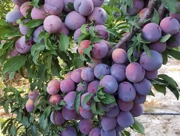 باغ الو فروشی