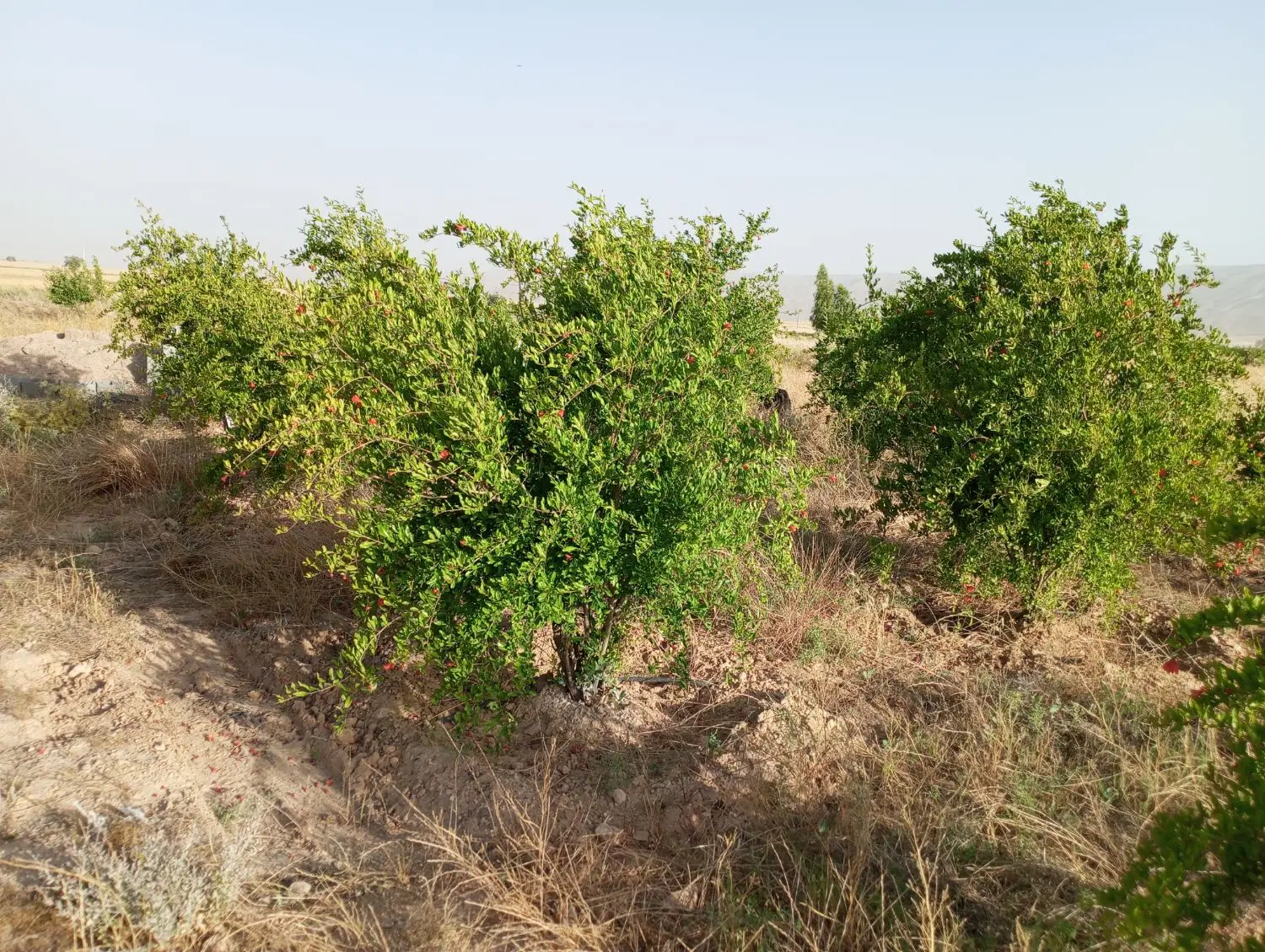 یک زمین قطعه باغی مساحت ۱۵۰۰ متر مربع