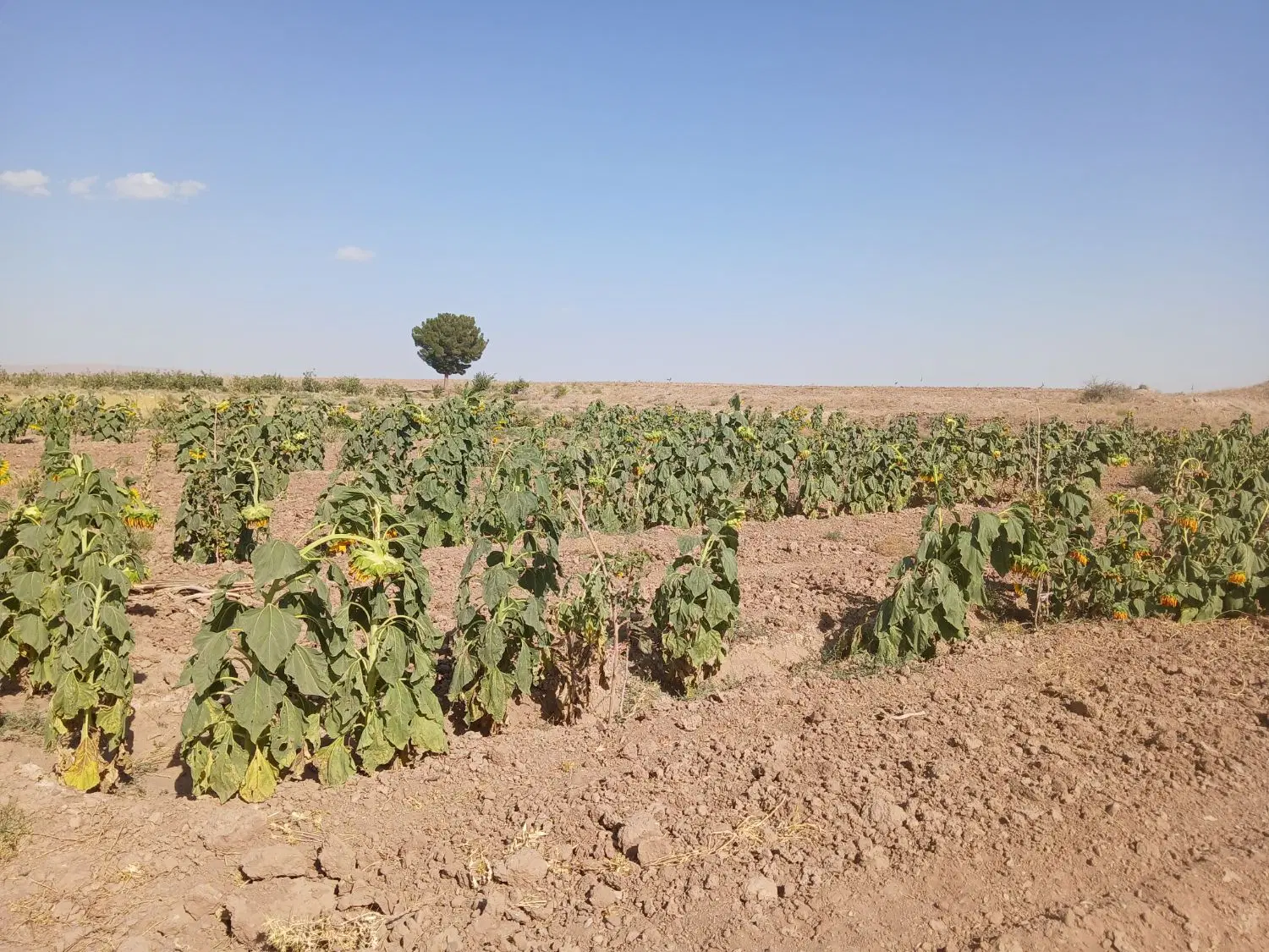 باغ پسته در روستای حوض سرخ