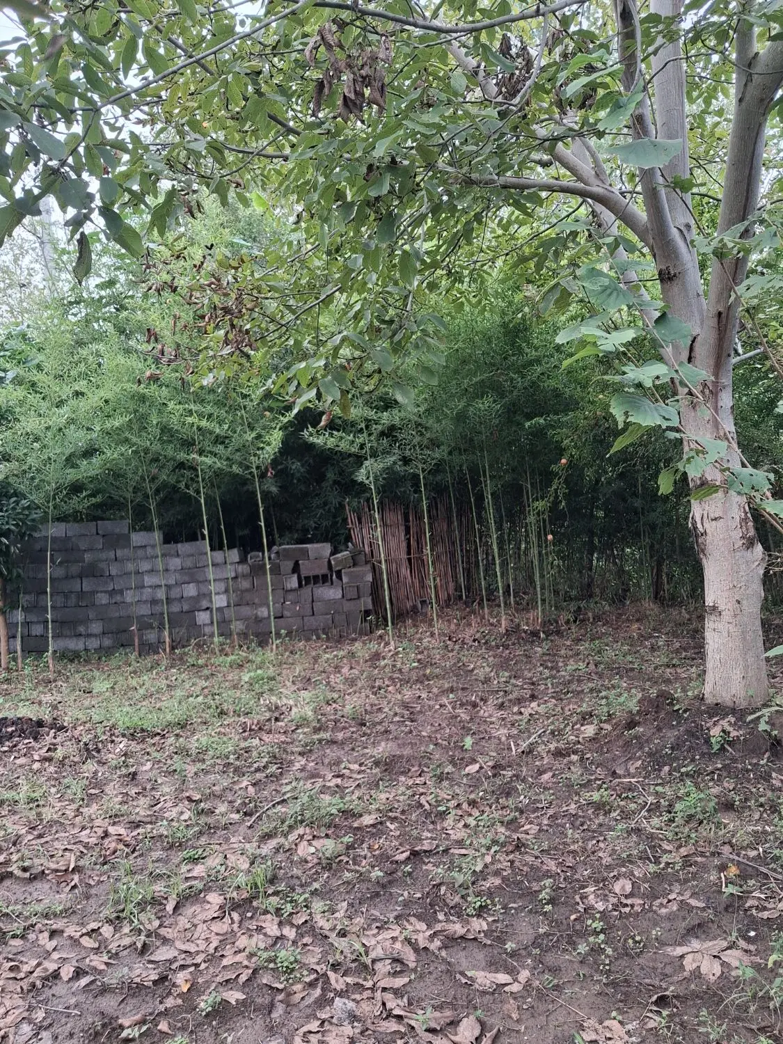 زمین مسکونی ۲۵۰ متر بر جاده اصلی روستای سرشکه