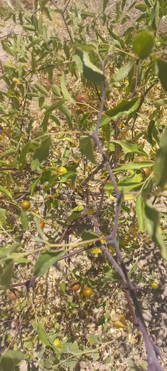 فروش باغ