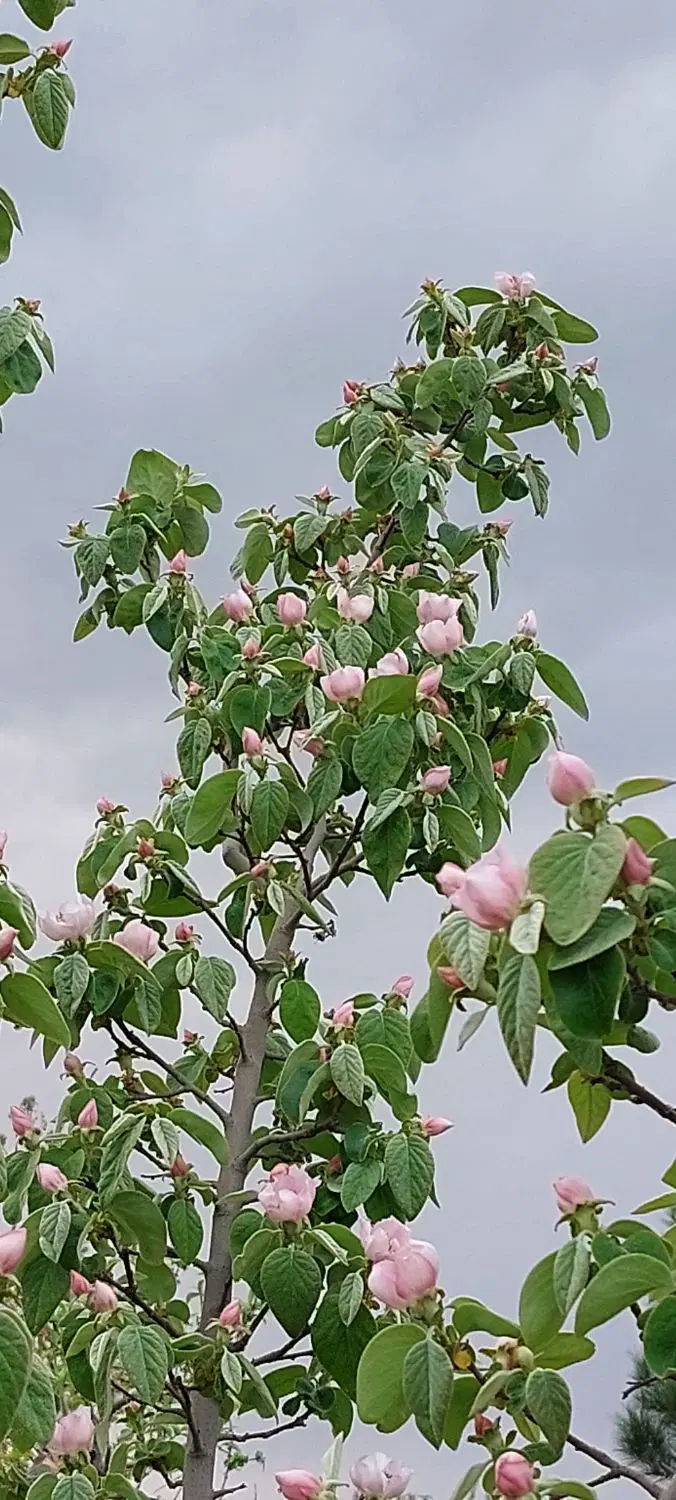 فروش باغچه