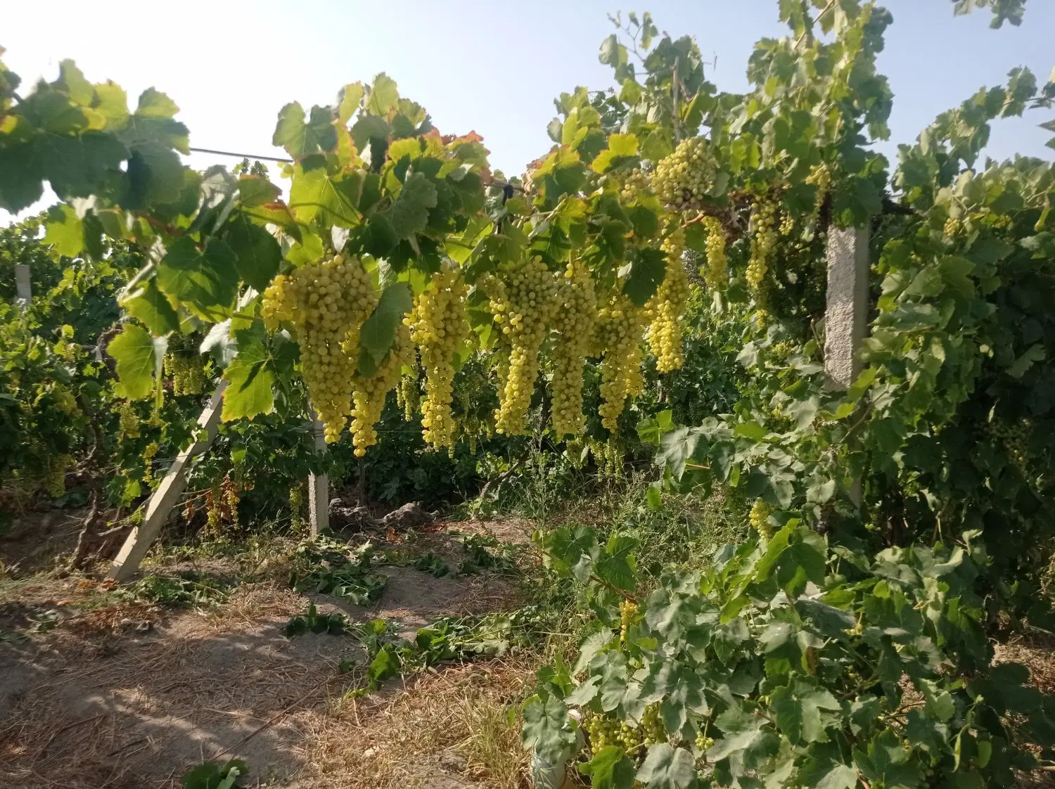 اجاره انگور درجه یک صادراتی و یونجه