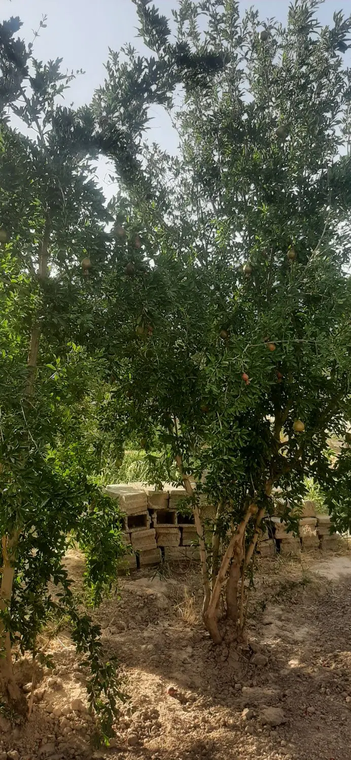 باغ