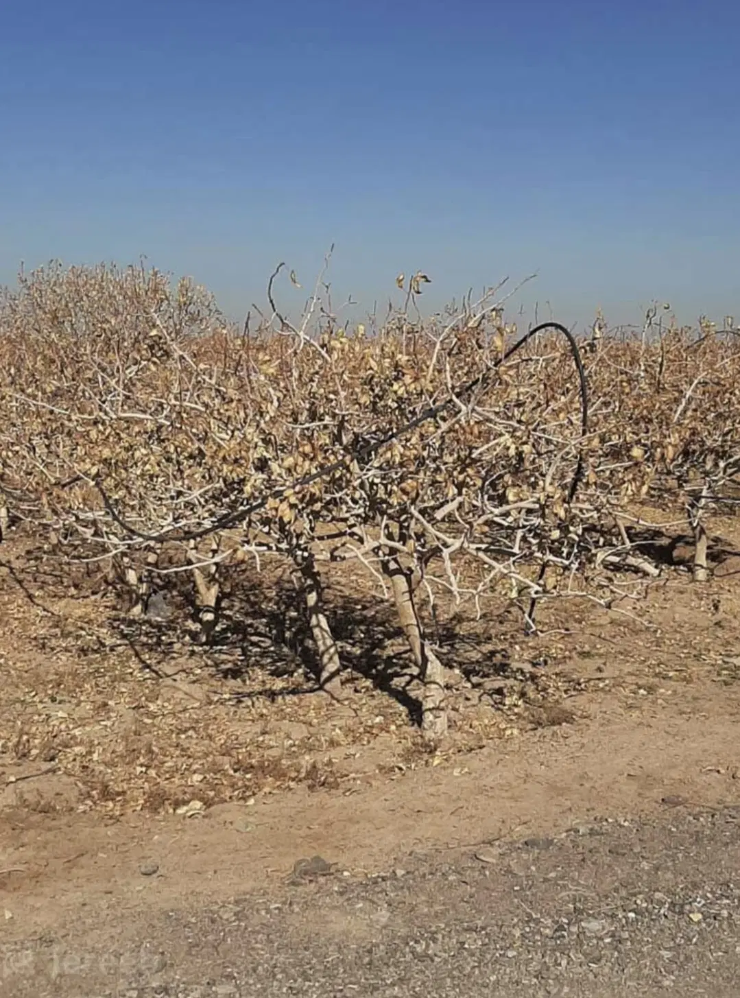 زمین