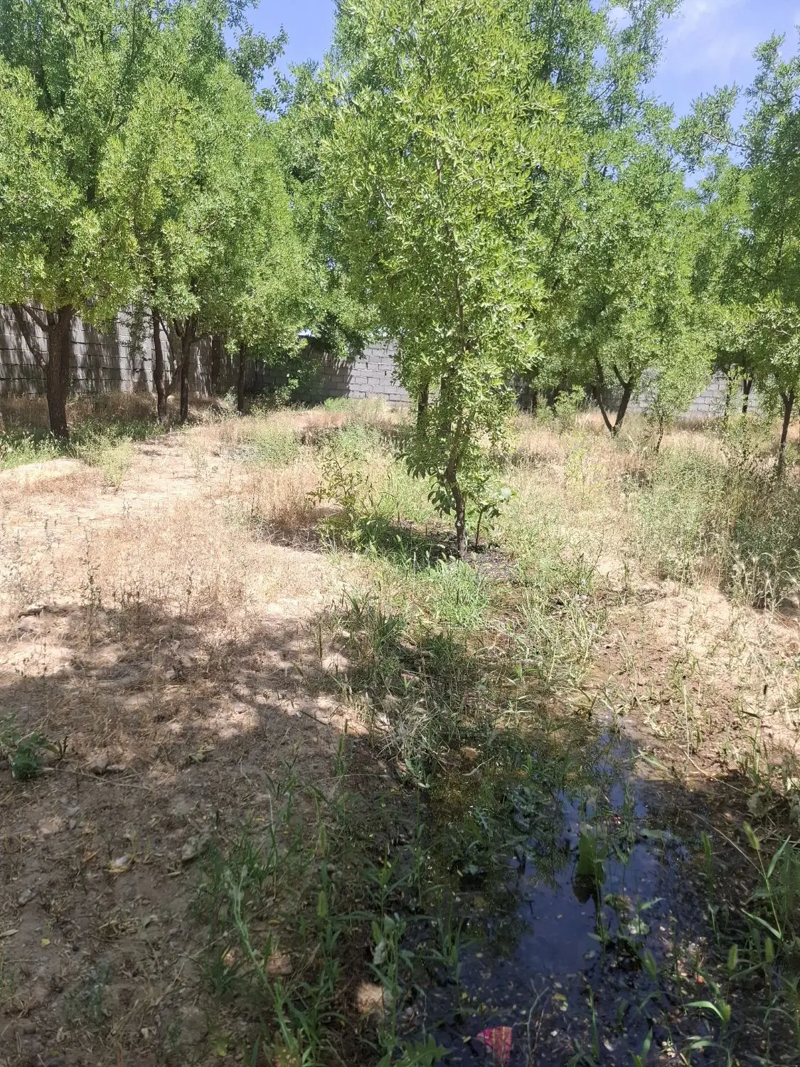 باغ درمهمویی جاده ی اسفشاد