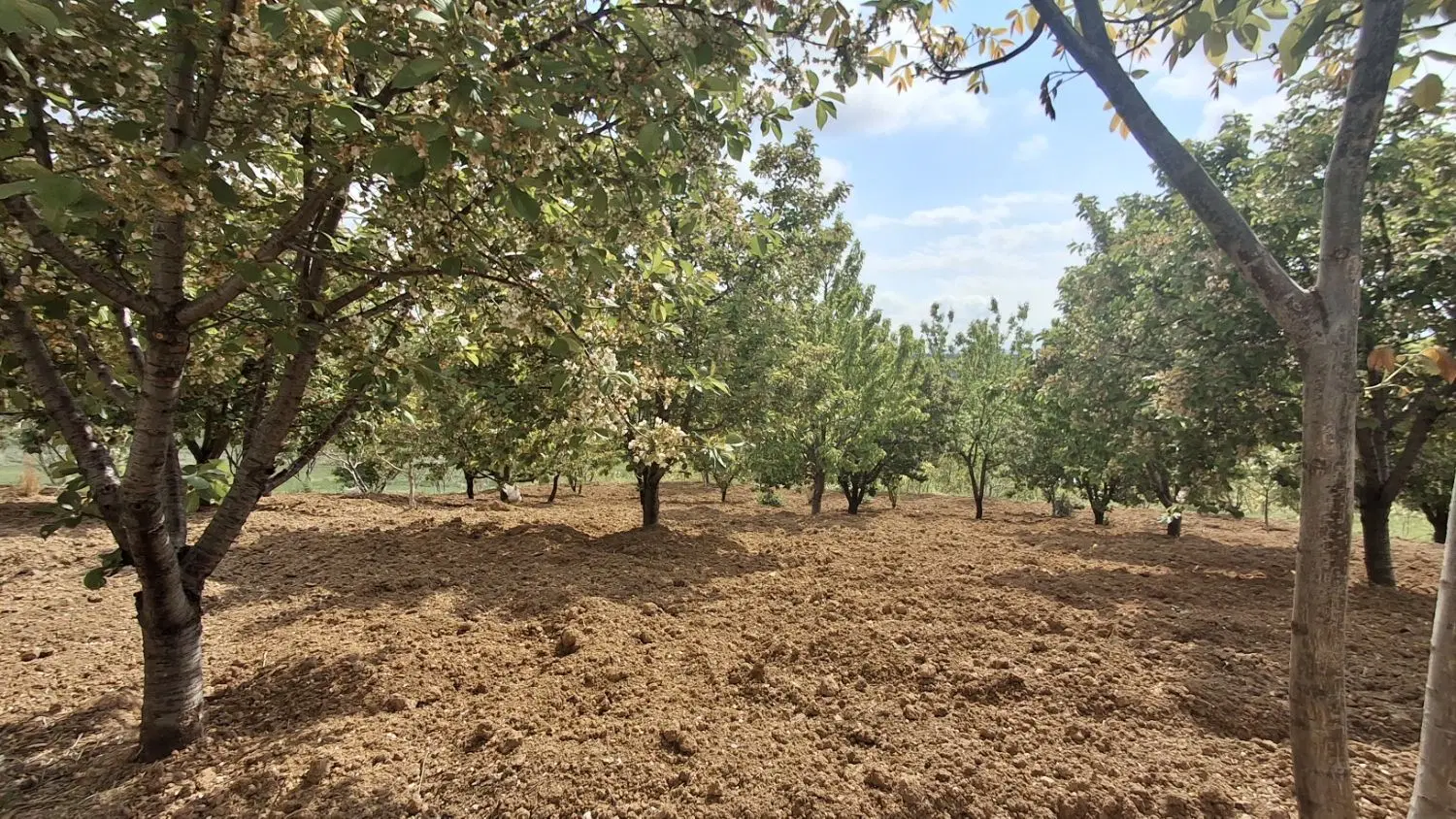 باغ در اهر