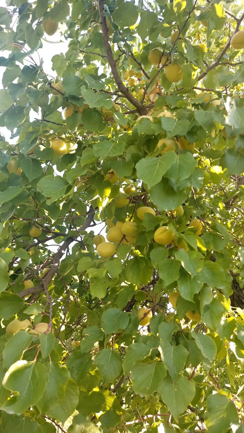 باغچه سیب و الوان