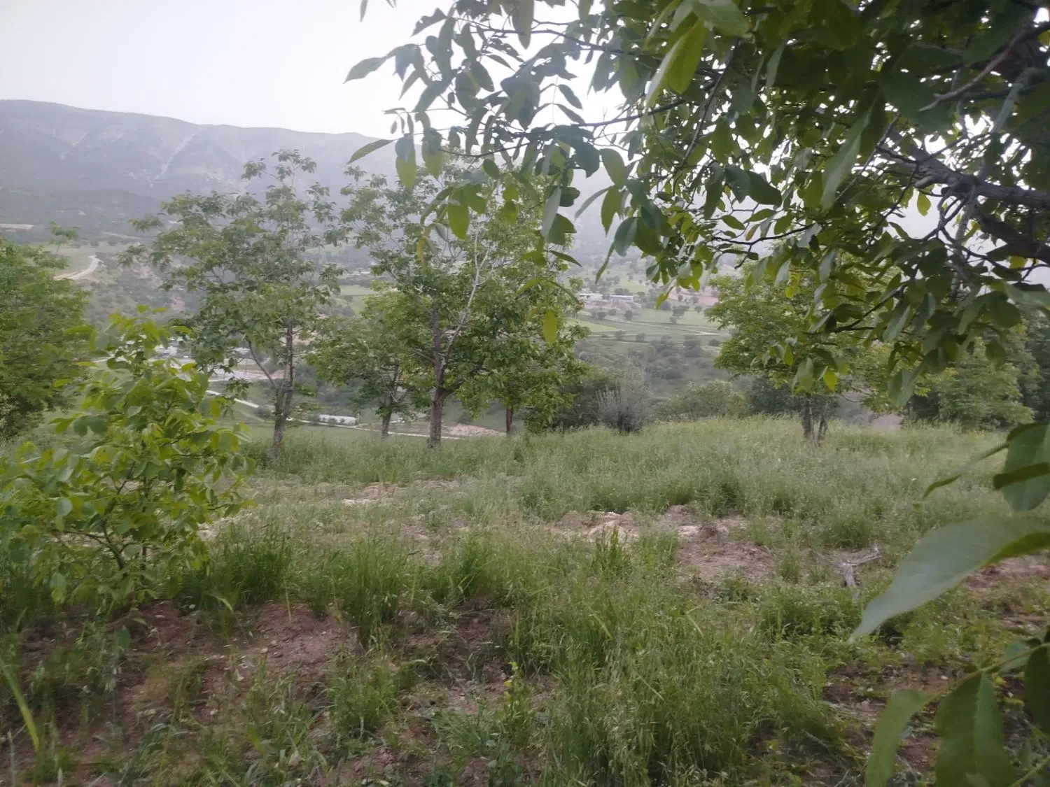 باغ۳۰۰۰ متری شروینه
