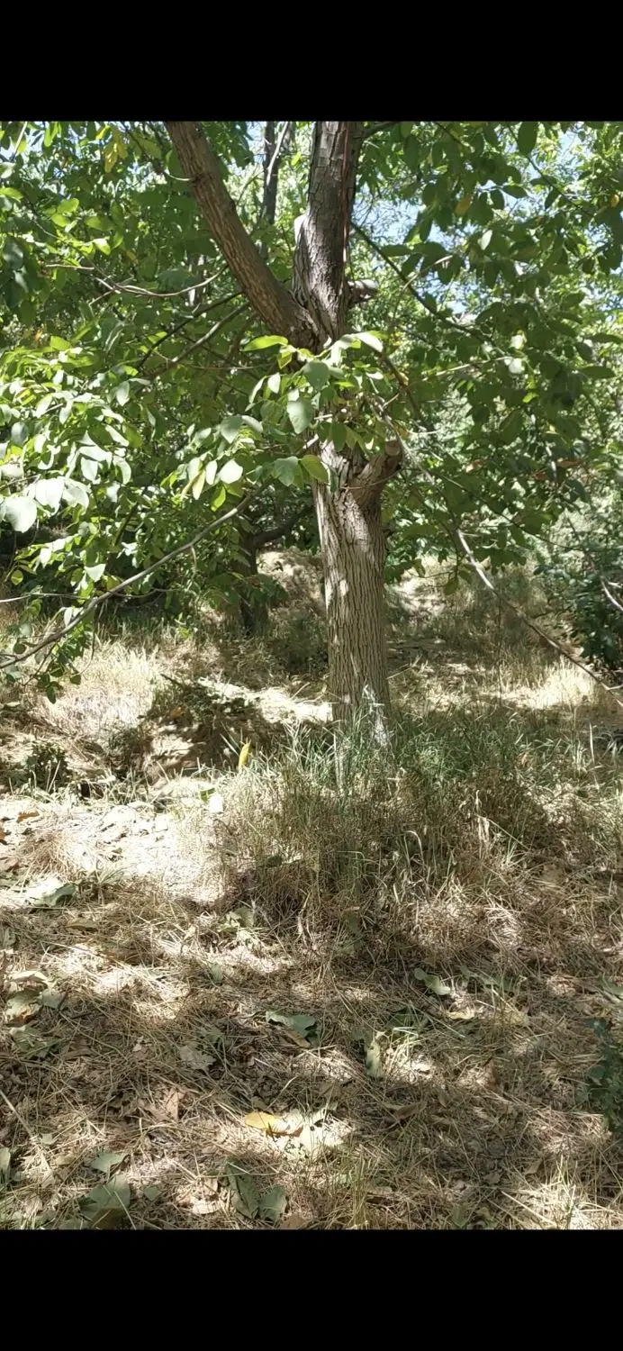 سلام فروش باغ منطقه امام زاده کوه روستای مویجین