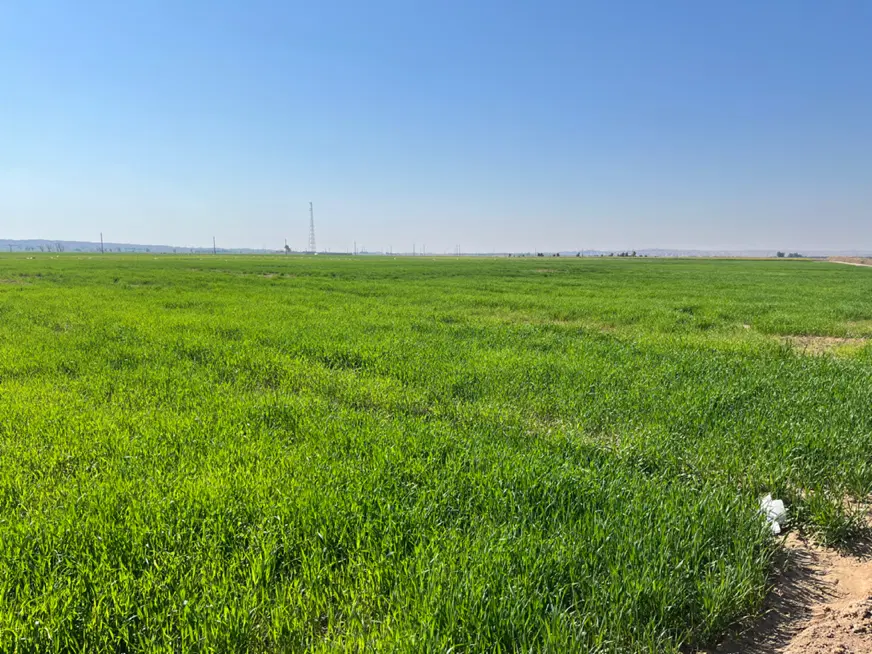 فروش ۵ هکتار زمین کشاورزی واقع در موسیان دشت عباس