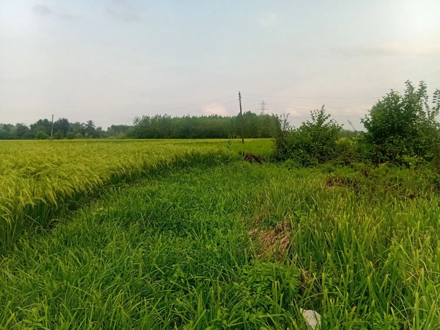 سلام درود