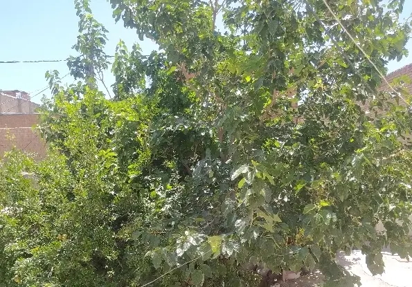 زمین ۷۵ متری پایین صندل اباد