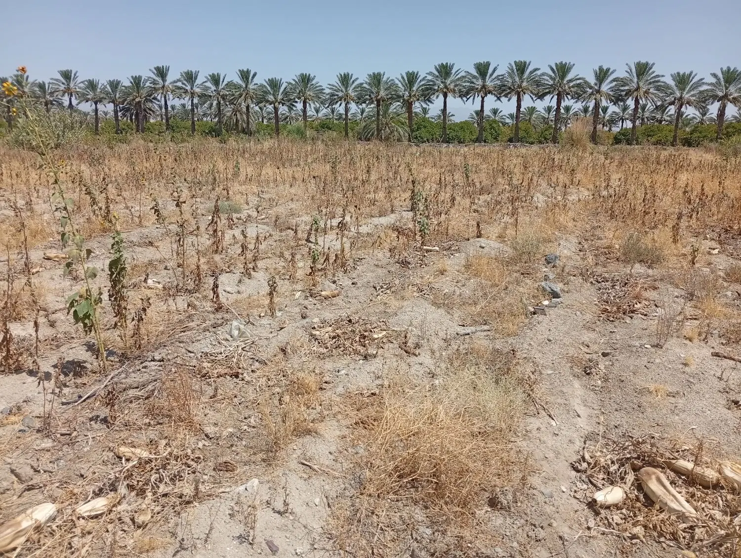 زمین کشاورزی بنسراجی