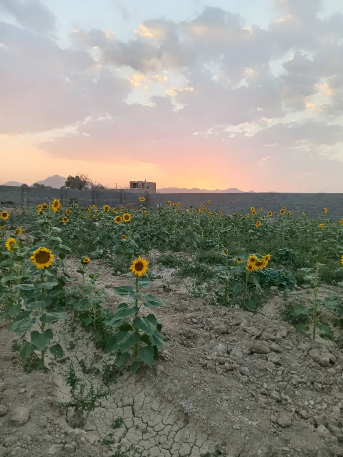 باغ سه جریبی