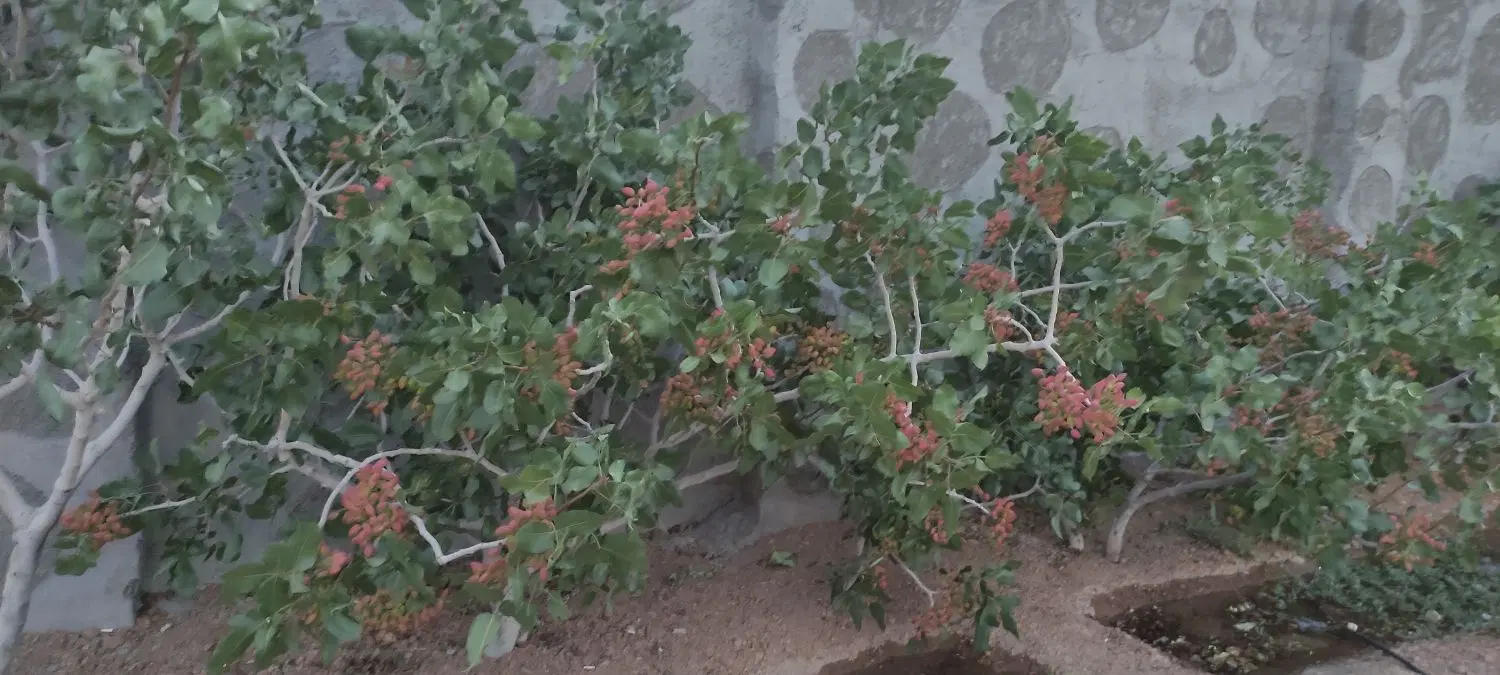 باغ ۵۸۰متری جهاد آباد