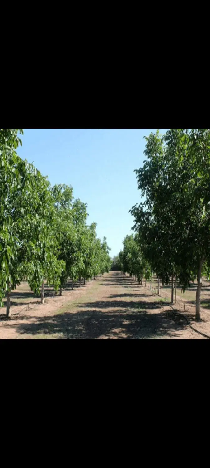 زمین ویلایی در اسپیران