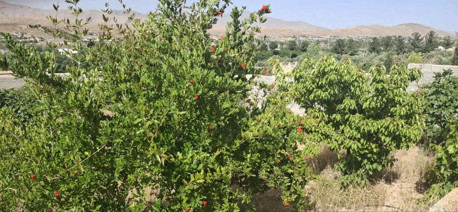فروش باغ خالد آباد
