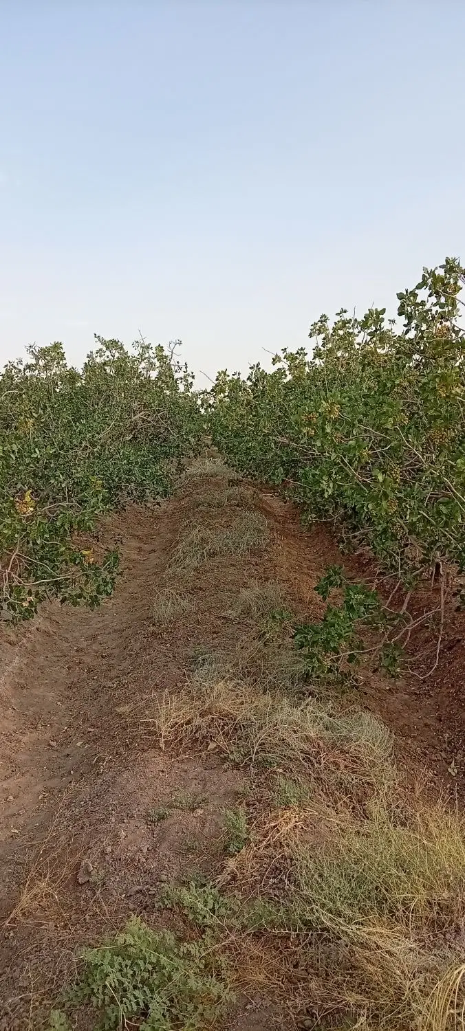 باغ پسته ثمری کهن شهر