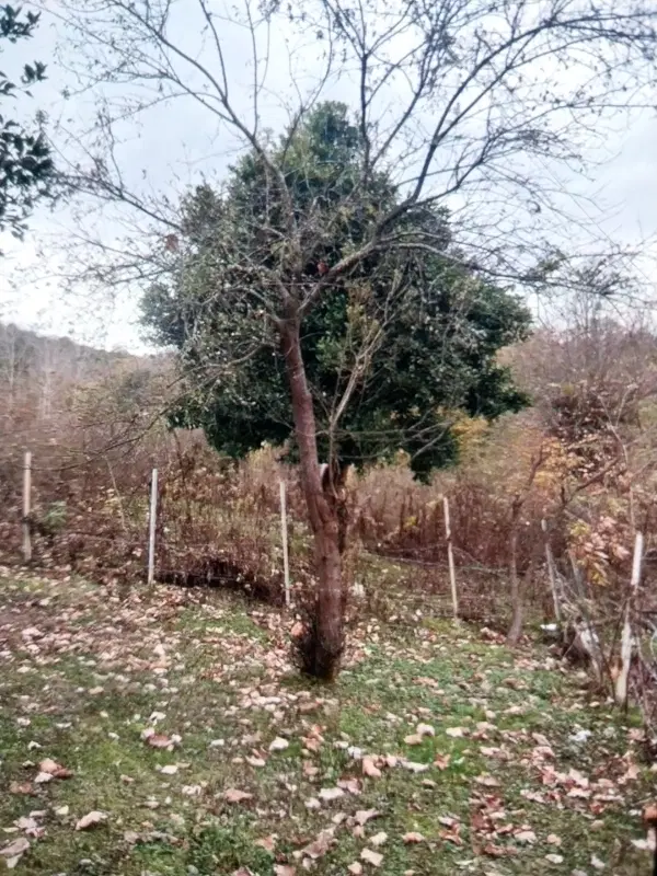 زمین۱۲۵۰متری همراه با ویلای نقلی
