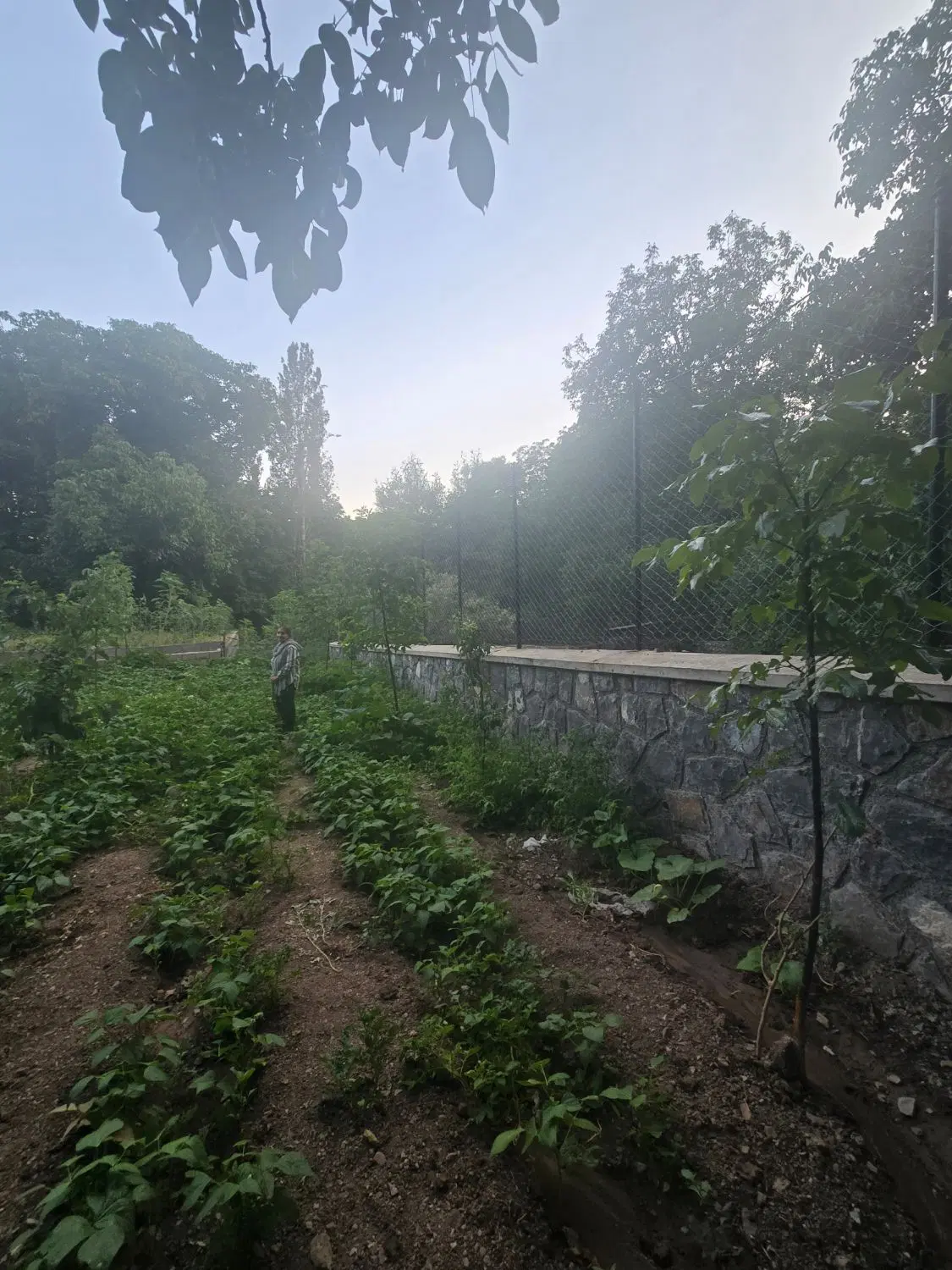 باغچه بابنای۱۲۰متری