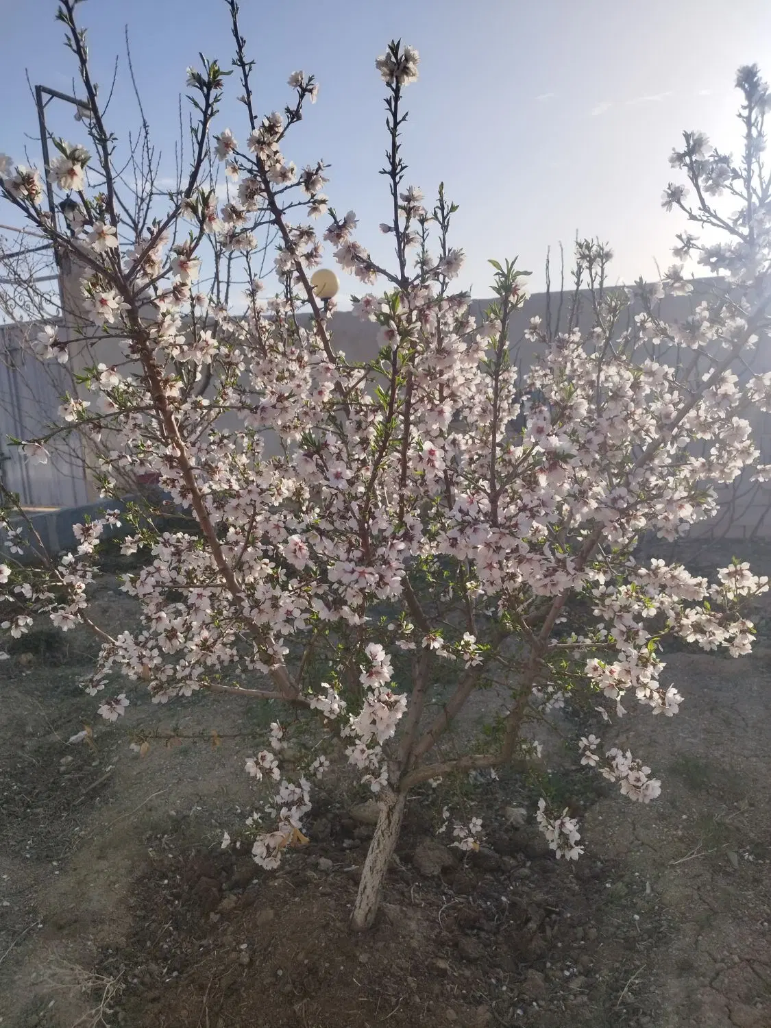 باغ میوه