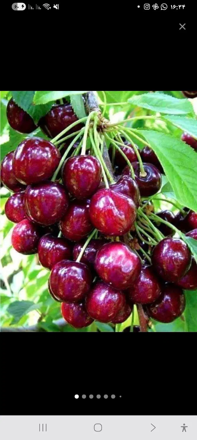 باغ انواع میوه ۱۰۰۰ متر