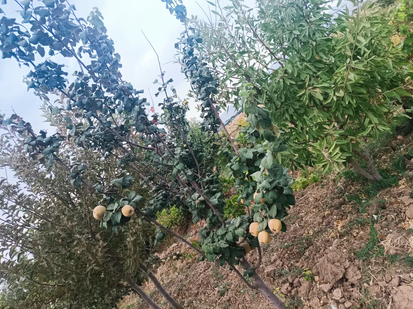 فروش باغ در زرندیه روستای تقلید آباد