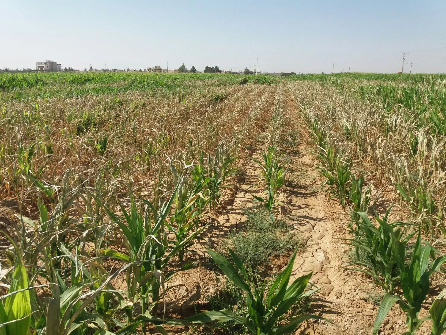 زمین کشاورزی مسطح سند دار