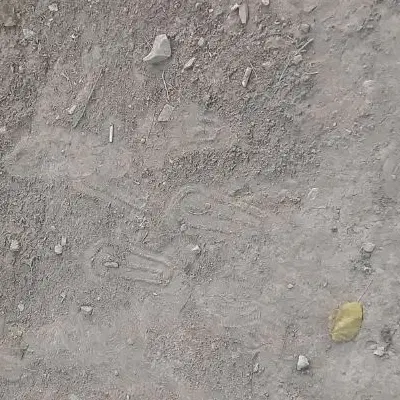 زمین کشاورزی یا همکاری در کشت
